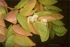 Flemingia strobilifera